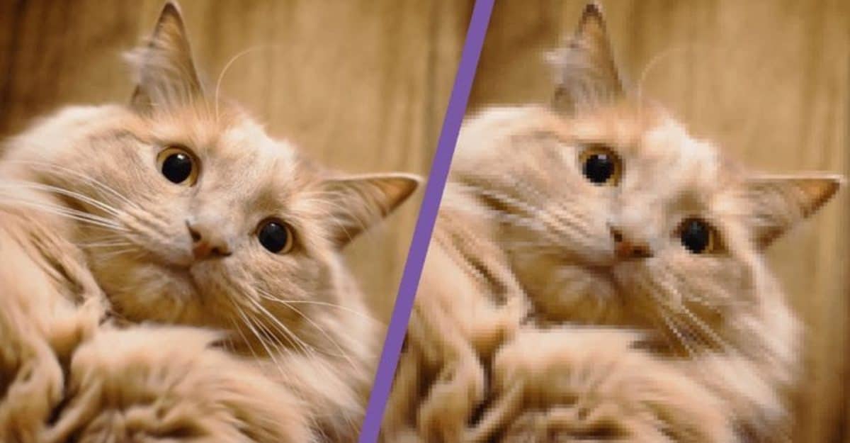 Clear and Blurry Image of Cat