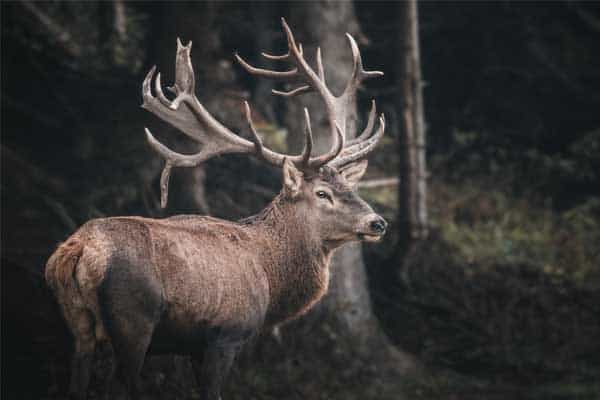 Deer in woods