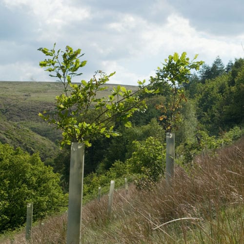 Tree planting uk